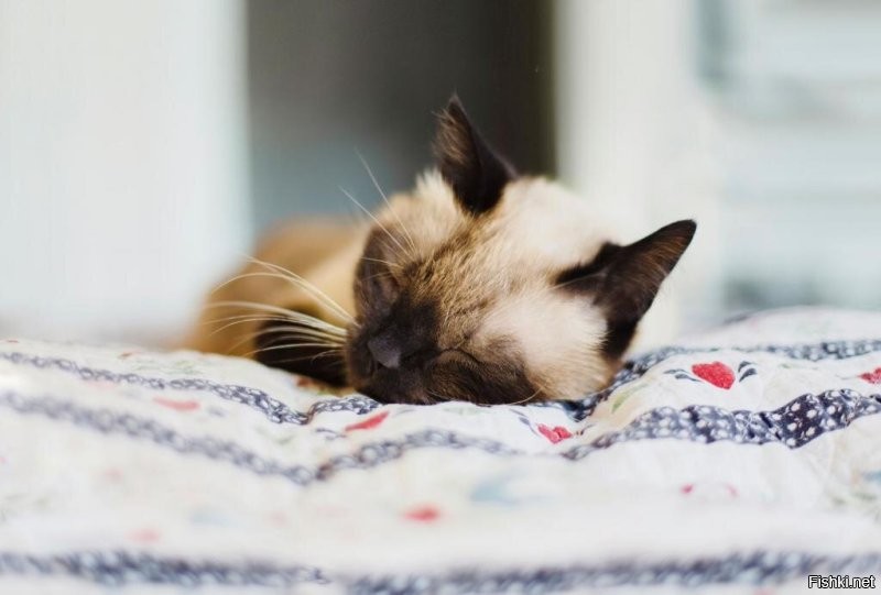 Солянка от 28.11.2022