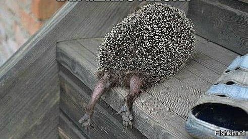 Солянка от 29.11.2022