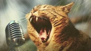 Котэ не виновен! Его провоцировали!