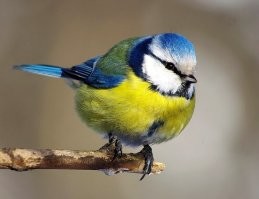 Только сейчас дошло, почему синички так любят сало... Раньше как-то не задумывался...)