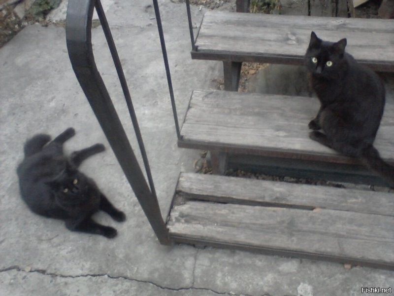У меня был черный кот, которого звали Рыжий. А у него был друг, еще один черный кот, которого прозвала Металлистом