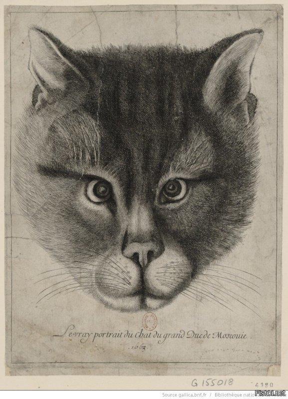 Вацлав Холлар.
Подлинный портрет кота великого князя Московии. 1663