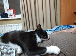 Взяли из приюта, полугодовалого кота уже кастрированого, чипированого и привитого. Что сказать, не мы его выбирали, он нас выбрал. Я вообще был против домашних питомцев, но ошибался. Кот отменный, добрый, чистоплотный.