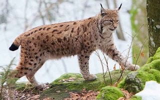 Хвост есть, только короткий.