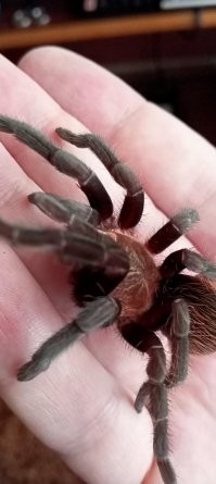 Да обычные животные .... вот моя красавица ...