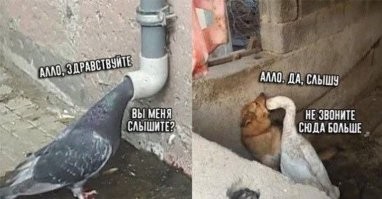 Утренний лёгкий юмор