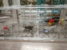 Необычные домашние любимцы