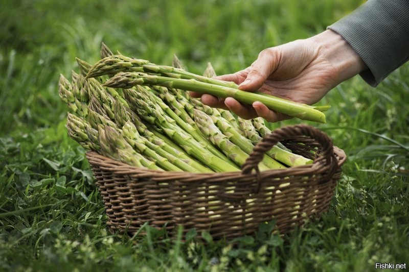 Спаржа...