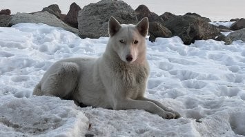 Свой дом, отвязанная. Три года. Волкособ чистокровный, с питомника. Юкки. Умничка, работает на 5+, вот только слушается по настроению. 
Море, рядом устье Суйфуна, охота ее кормит больше чем я. Ест дома только когда непогода.