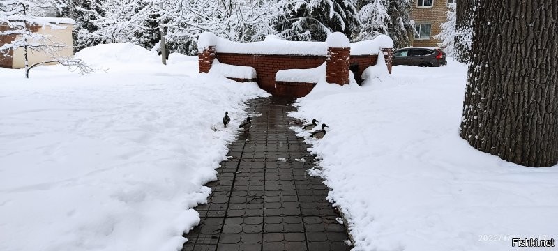 У нас в зиму улетают, но не все фото сделано в январе кажись
