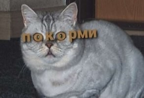 Кошкин дом