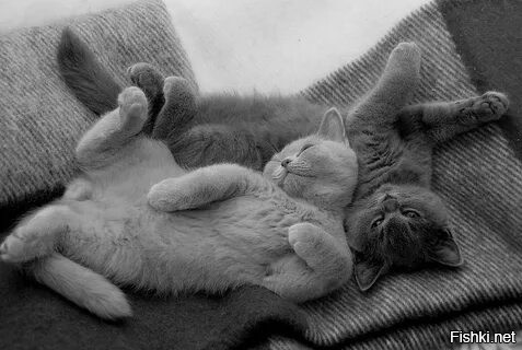 Солянка от 01.12.2022