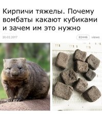25 странных, забавных и причудливых существ, живущих на Земле