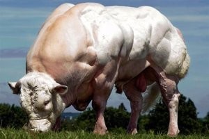 Ты еще про баранов и тд правду открой так у человека истерика начнется :) и про бельгийских голубых которых кормят на убой и выглядят так что ты проезжаешь не через поле а через стадо качков :) или Фландерс кролики :) там вообще пипец , на тебя бежит стадо питбулей :) это я в Фландрии постоянно нахожусь , но живу в Брюсселе :) там такого насмотрелся .
