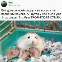 Это былА тороянскАЯ хомячиха!
