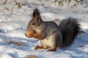 Сегодня снимал дикую природу.