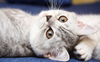 Я лодырь и бездарь. Меня держат на работе как котика к которому привыкли.