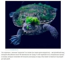 Когда прижмёт, жопой дышать-то все мы горазды