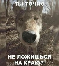 12 собак-красавцев, у которых в родственниках есть волки