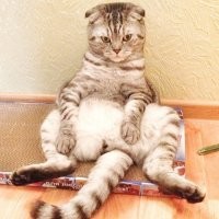 Зачем коту хвост и могут ли кошки жить без него?