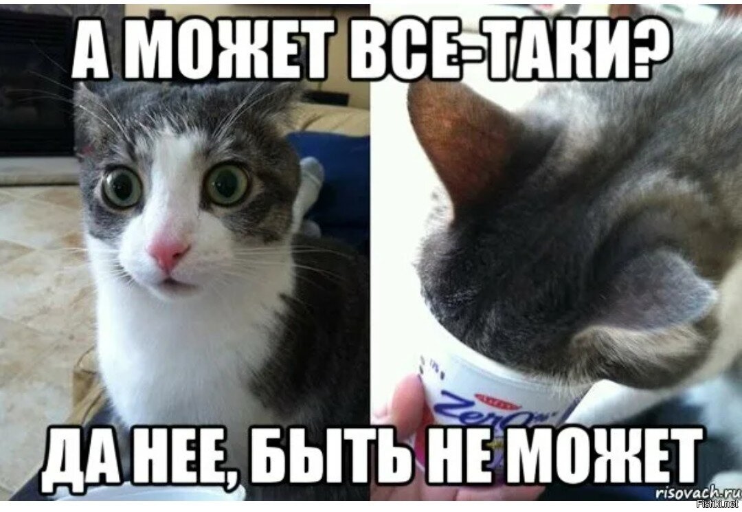 Ну выглядит. Да нет бред. Кот Мем да нет не может быть. Да ну не может быть. Да не бред какой.