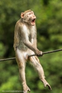 Comedy Wildlife Photography Awards. Абсолютный победитель, «Ой!». Фотограф Ken Jensen