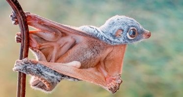 шерстокрыл тоже довольно необычен.