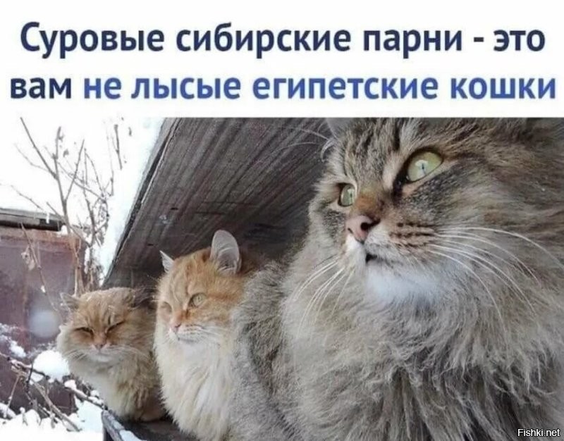 Солянка от 02.12.2022