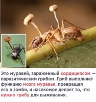 Такое ощущение ,что пиндосы европейских политиков мозговыми паразитами заразили,ну или банально куплили.