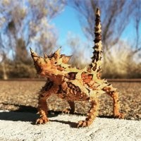 Это не Молох а Поясохвост - живет в африке 
А Молох выглядит так