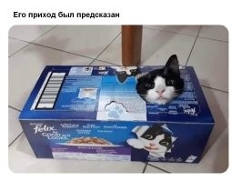 Смешные и познавательные картинки