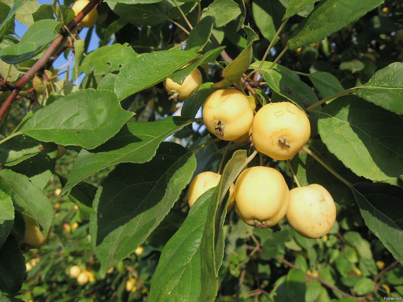 Яблоня китайка. Яблоня сливолистная. Яблоня Malus prunifolia. Яблоня сливолистная (Malus prunifolia). Яблоня китайская сливолистная.