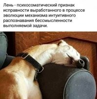 Ситуации, когда про людей можно было точно сказать, что лень вперёд них родилась