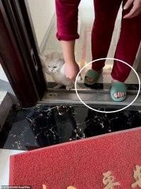 <<< Наступила зима, и соответственно, холодная погода >>>

<<< хозяйка пытается вывести кошку на улицу >>>