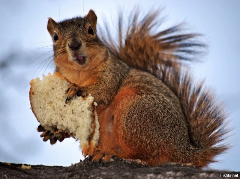 Солянка от 02.12.2022