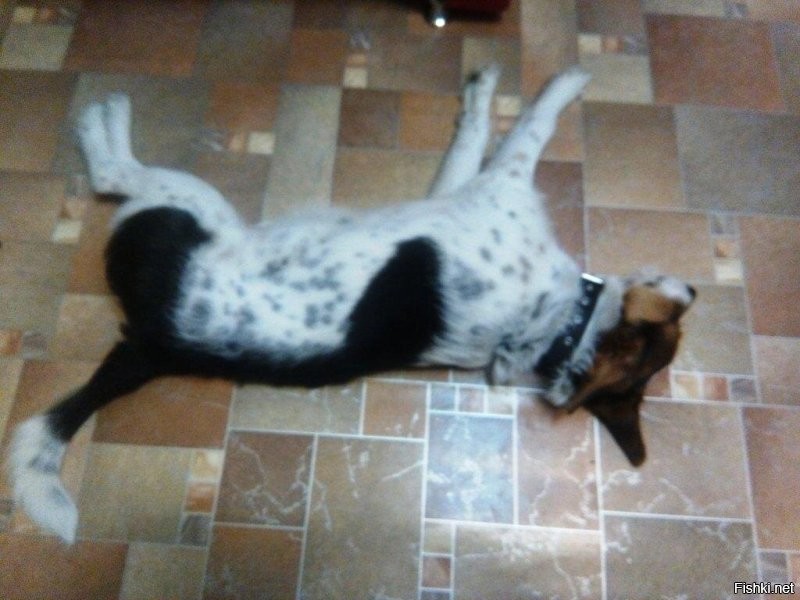 Собачонок   это уже не щеня, а конь в шерсти.