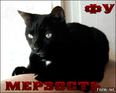 Обними кота