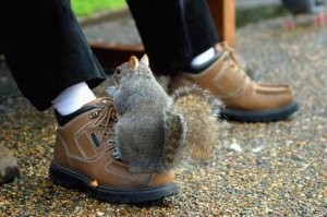 Йожика картинки. Выпуск 252