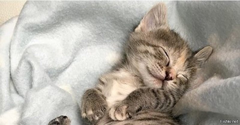 Солянка от 03.12.2022