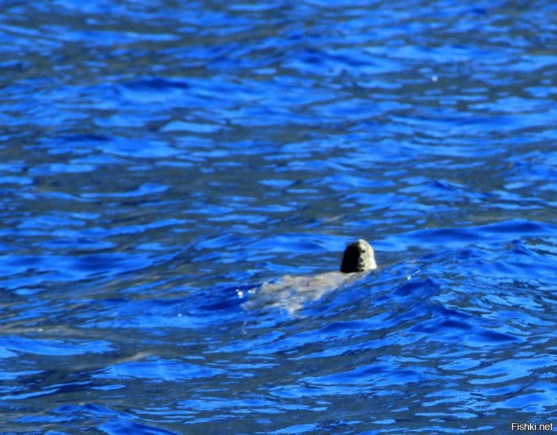 нет, черепаха проплывает