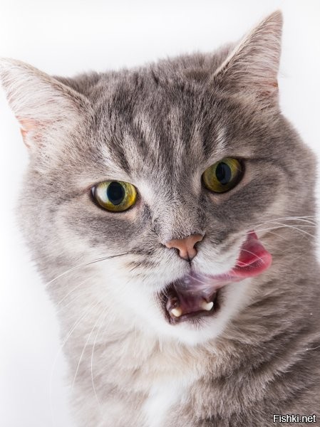 Солянка от 04.12.2022