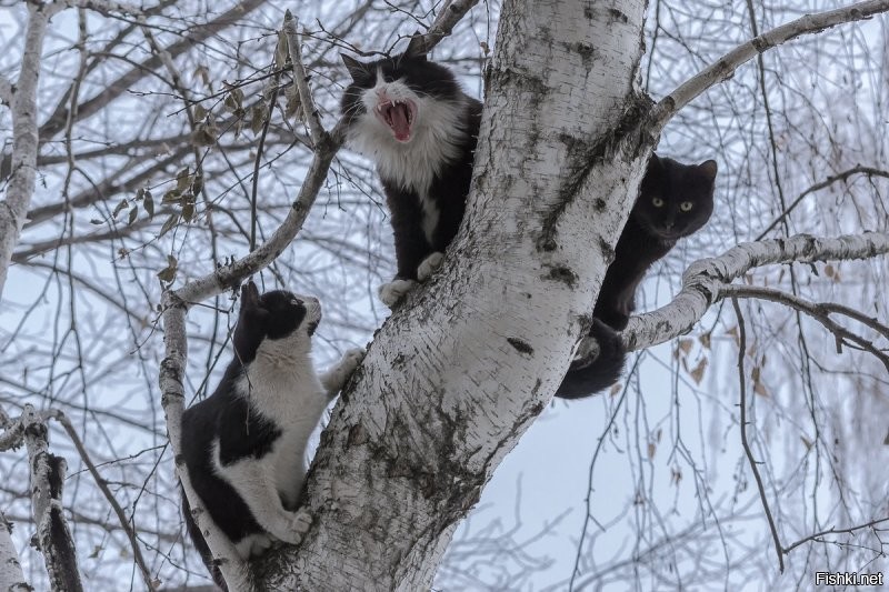 Нашел , всех нашел ...