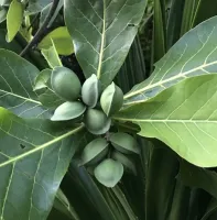 Пельмени зреют.