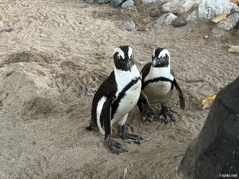 Черепахи есть, но они в море. Выходной у них. А вместо слонов завезли пингвинов.