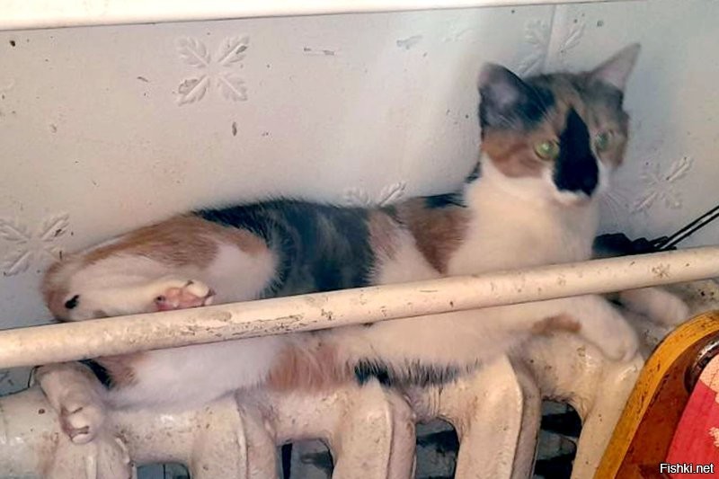 Солянка от 04.12.2022