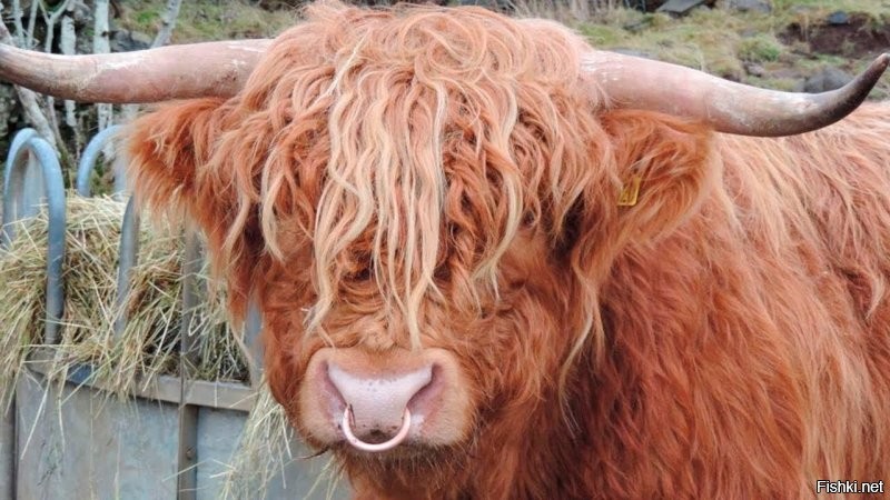 - А че на завтрак