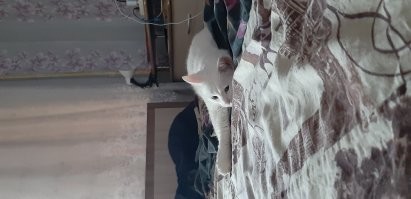 Мой котюля 12 лет назад и сегодня.. остальное все относительно.... люблю своего балбеса