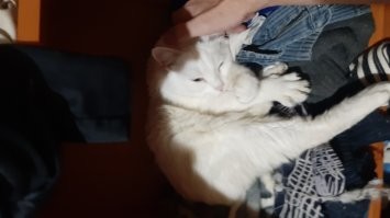 Мой котюля 12 лет назад и сегодня.. остальное все относительно.... люблю своего балбеса