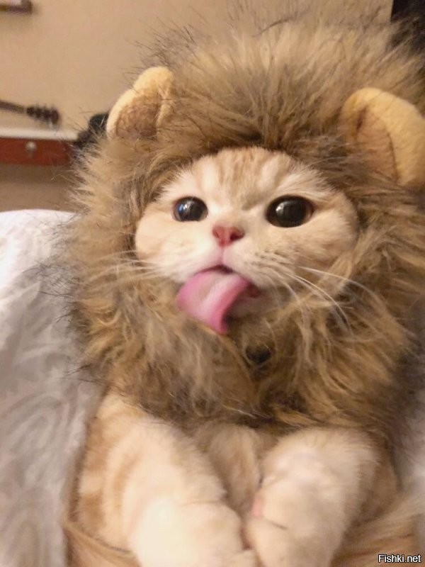 Солянка от 05.12.2022