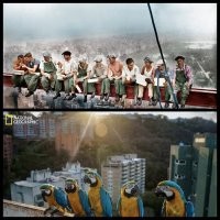 Фотографии года по версии журнала National Geographic